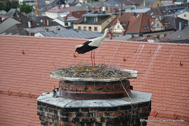 Foto: Erwin Pramhofer