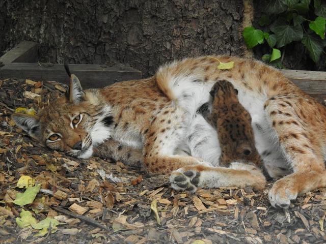 Luchse im Alpenzoo: Nach der Geburt wird erstmal viel gefüttert und gekuschelt. | Foto: Alpenzoo