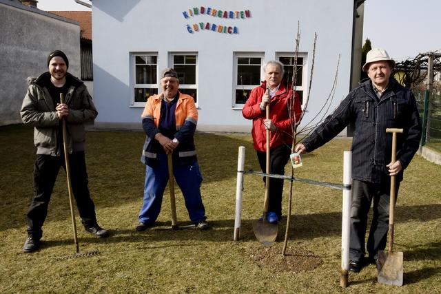 Die Obstbäume pflanzten Oliver Neidhart, Reinhold Schuch, Bürgermeister Andreas Grandits und Rudolf Grandits. | Foto: Gemeinde Stinatz