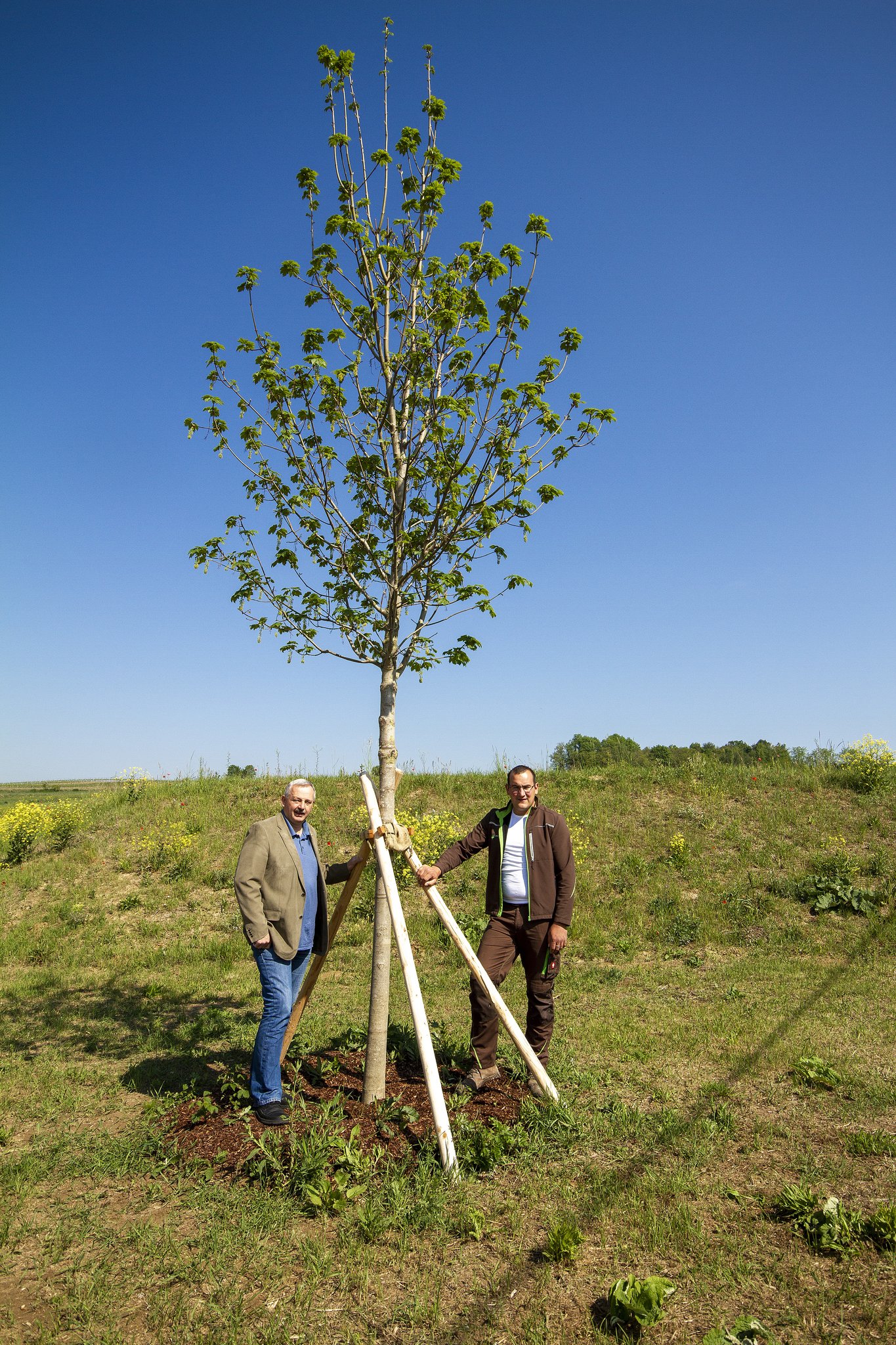 Großriedenthal Baumschule Matuschek spendet Baum für die Gemeinde Tulln