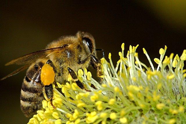 Bienen sind wichtig für unser Ökosystem. | Foto: Pixabay/PublicDomainPictures