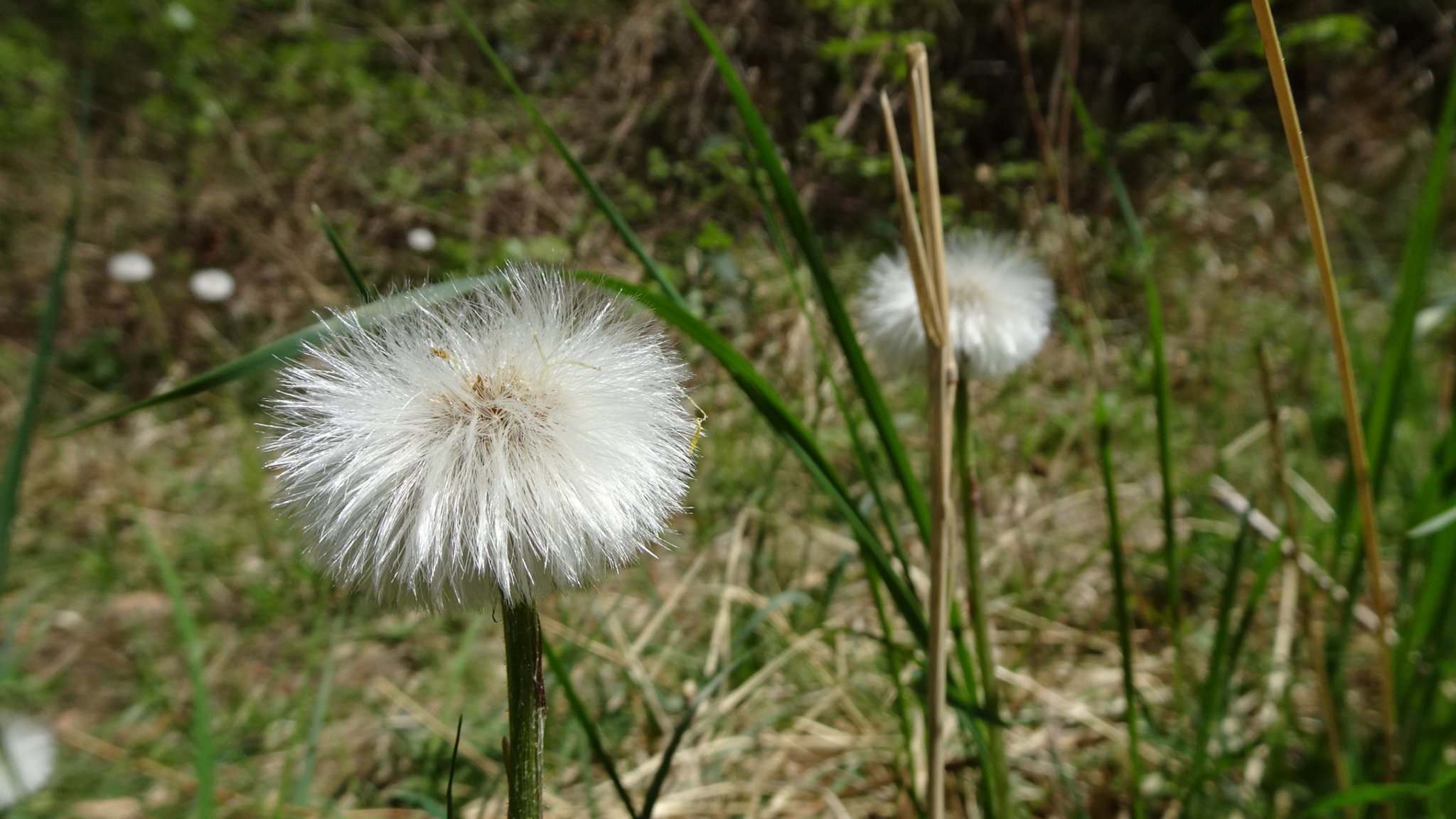Grusse Aus Dem Semmeringgebiet Mit Dem R5 Auf Den Raachberg Neunkirchen