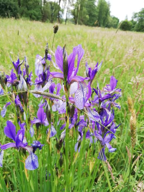 Die Neuberger Wappenblume büht wieder Die Sibirische Schwertlilie