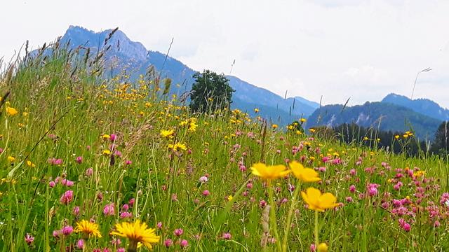 Hinter dieser Blumenwiese links ist die Burgruine Wartenfels...