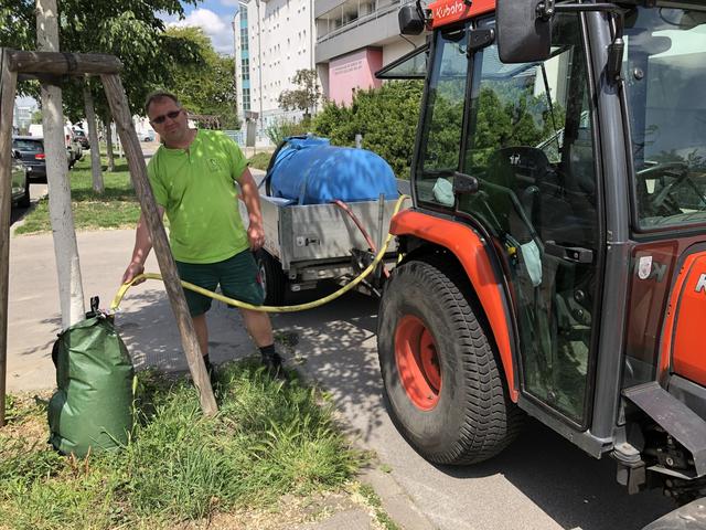 Die jungen Bäume werden mit Gieß-Bags ausgestattet, die 80 Liter Wasser fassen. Das versickert über mehrere Stunden und sorgt so für eine bessere Flüssigkeitsversorgung. Trotzdem überleben nicht alle Bäume.