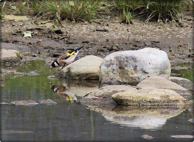 Stieglitz beim Wasser trinken vor der Freizeitanlage Althofen
