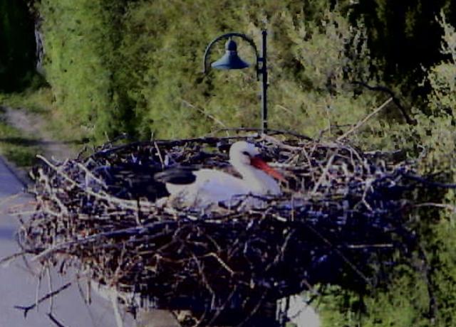 Foto: Storchenverein Breitenau