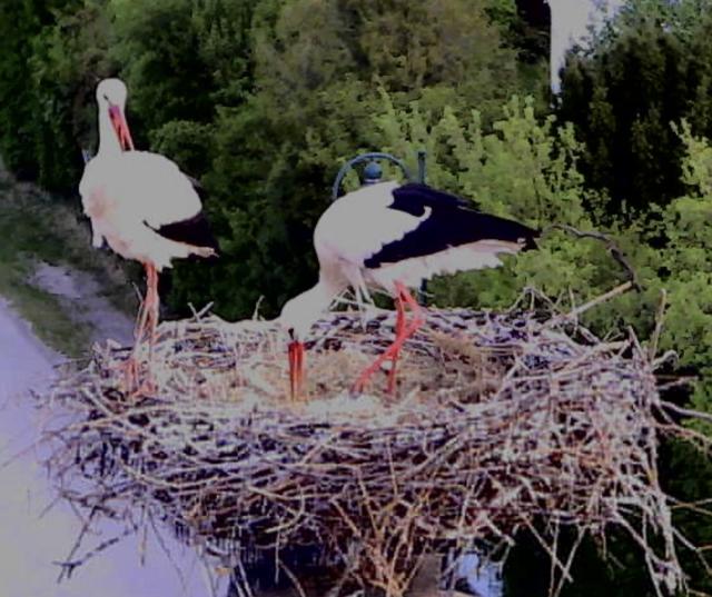Foto: Storchenverein Breitenau