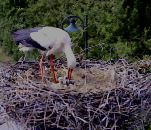 Foto: Storchenverein Breitenau