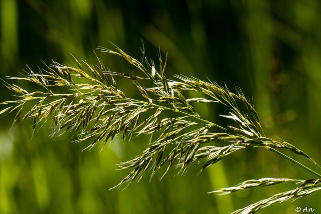 Maiwiesen GräserVielfalt in unseren heimischen Wiesen Hartberg