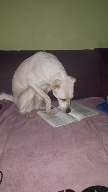 Der kleine Roy beim Mathematik Lernen. | Foto: Eva Bayer