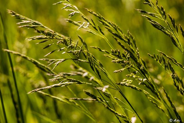 Maiwiesen GräserVielfalt in unseren heimischen Wiesen Hartberg