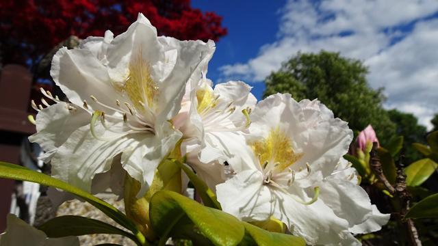 Titelbild: Die Vielfalt der Rhododendren