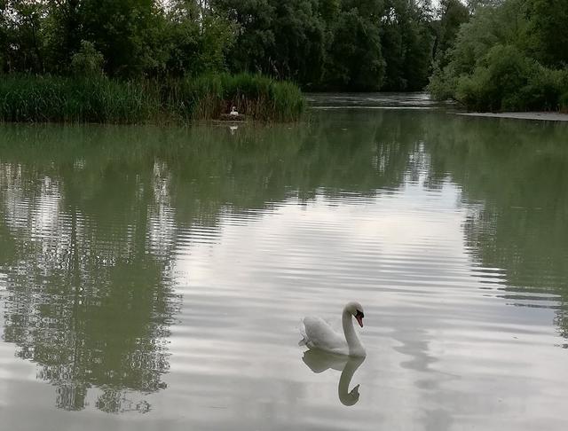 Dieses idyllische Bild ist nur wenige Tage alt. Das Schwanenpärchen in trauter Eintracht. Im Hintergrund die brütende Schwanenmama, die tot aufgefunden wurde.