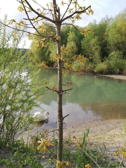 Der Schwanenpapa war immer in der Nähe des Nests zu finden. Nun muss er allein die Kleinen ausbrüten und aufziehen.