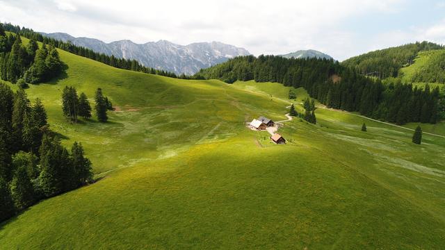 Ebenforstalm