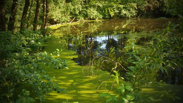 Naturteich In den Kematner "Everglades"! Amstetten