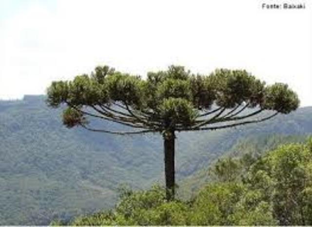 Aracuracia  tree | Foto: Web free download by Joelize Friedrichs