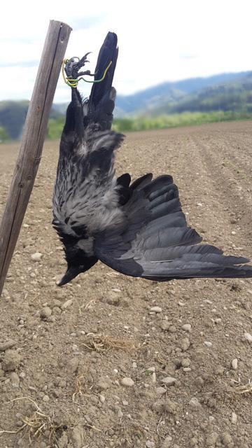 Geschossene Krähen zum Schutz der heimischen Felder. | Foto: KK