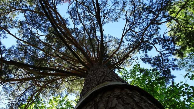 ... Nadelbäume sowie ... | Foto: S.Plischek
