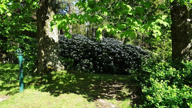 ... der riesige Himalaya-Rhododendron aus dem Jahr 1908! ... | Foto: S.Plischek