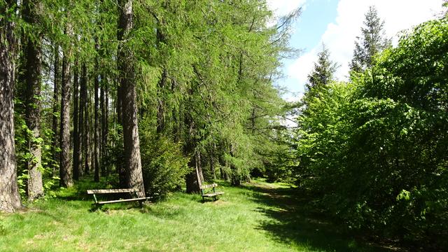 Das ist der Beginn des Wanderwegs zum Polleres-Gasthof (Wegzeit ca. 1 1/2 Std.)! ... | Foto: S.Plischek