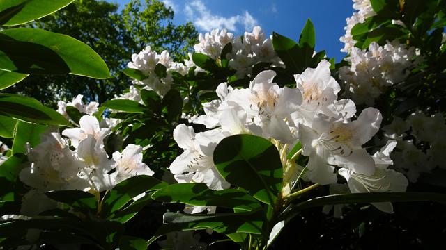 Um Euch diverse schöne Eindrücke von diesem beachtlichen Riesen nicht vorenthalten zu müssen, ... | Foto: S.Plischek
