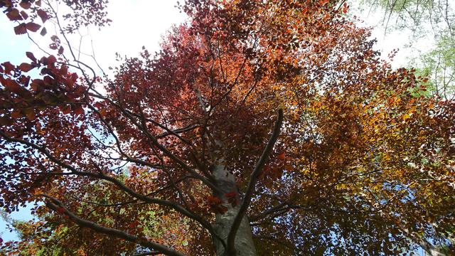 ... Laub- und ... | Foto: S.Plischek