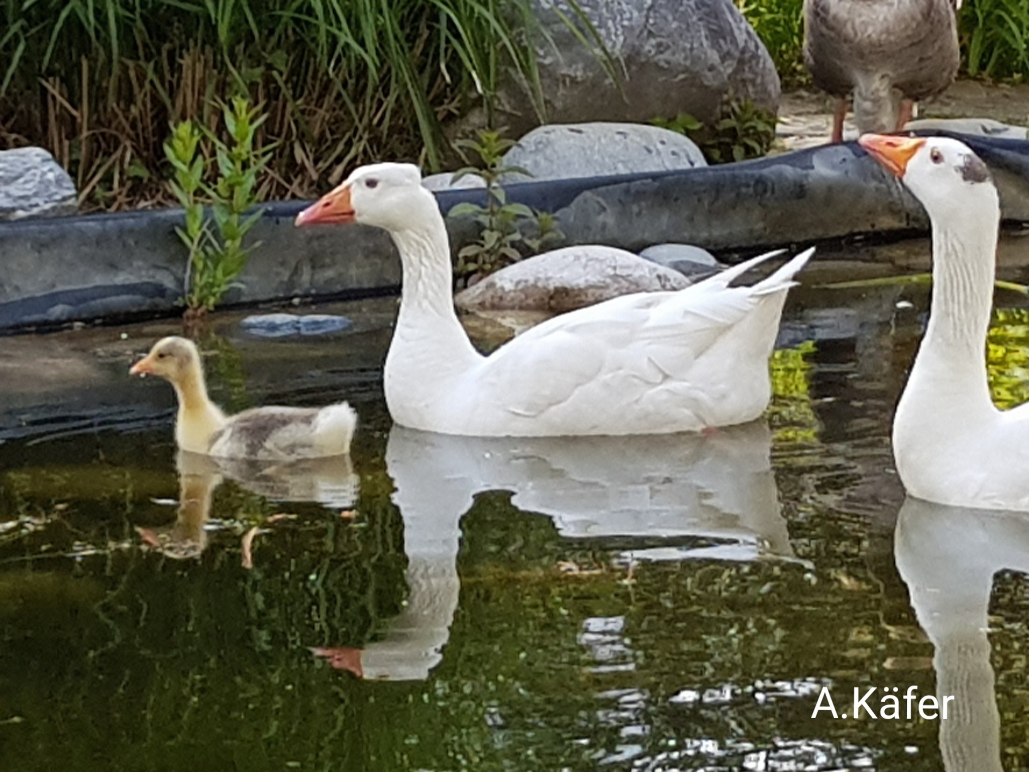 Gänse: 2 Teil von den Gänsen - Graz-Umgebung