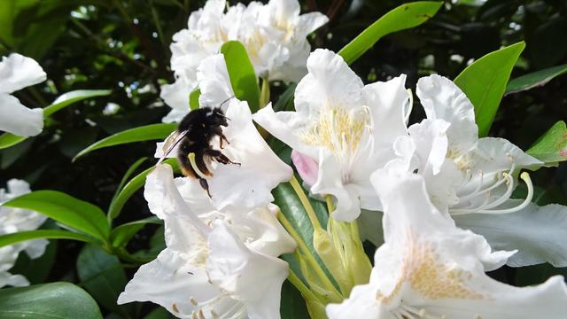 ... habe ich noch einen gesonderten Bildbericht von diesem beeindruckenden, großflächigen Rhododendrongewächs vorbereitet!  | Foto: S.Plischek