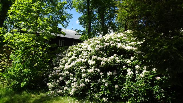 Ich wünsche Euch viel Vergnügen bei der Besichtigung des riesigen Himalaya-Rhododendrons und seinen herrlichen Blüten! ...  | Foto: S.Plischek