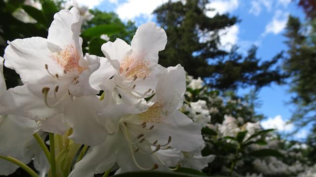 Nicht nur ein herrlicher Anblick für das menschliche Auge, sondern auch ein Schlaraffenland für viele Insekten! ... | Foto: S.Plischek