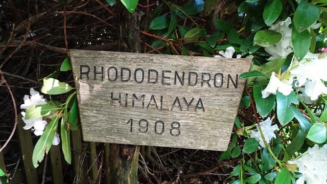 Der bei der Speckbacher-Hütte im Jahr 1908 gepflanzte Himalaya-Rhododendron! ... | Foto: S.Plischek