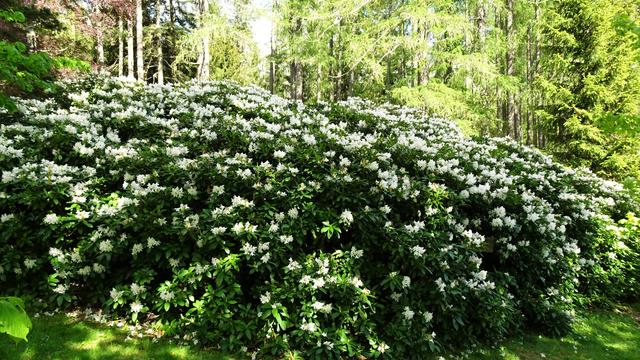 Meine Vermutung, die bei der Erstellung der Bilddoku "Die Vielfalt der Rhododendren" aufkam, hat sich erfreulicherweise bestätigt! ... Da es in den Bergen kühler und feuchter ist als in der Ebene, blüht der riesige Rhododendron bei der Speckbacher-Hütte derzeit noch in voller Pracht! | Foto: S.Plischek