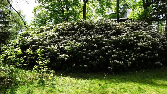 Ich hoffe, dieser faszinierende Riese und das Betrachten seiner bezaubernden Blüten hat Euch auch so gut gefallen wie mir! ... | Foto: S.Plischek