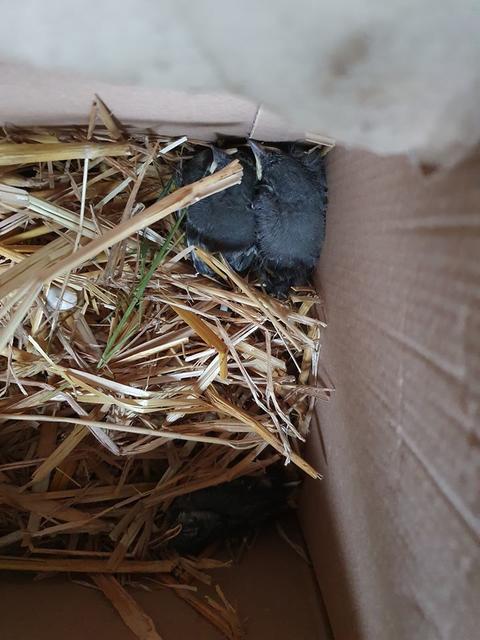 Diese drei jungen Bachstelzen wurden in einem Nest unter dem Kotflügel eines Lastwagens entdeckt.