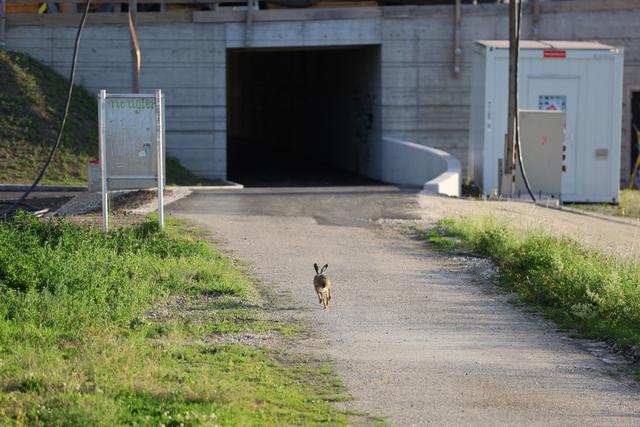 "Nicht einmal am Feiertag hat man seine Ruhe", dachte sich wohl dieser Hase unmittelbar neben der Eisenbahnbrücke.
