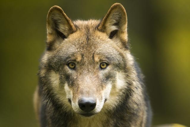 Um die natürliche Rückkehr der Wölfe möglichst konfliktfrei zu gestalten, schlägt der WWF Österreich der Politik ein fünf Bereiche umfassendes Paket vor.