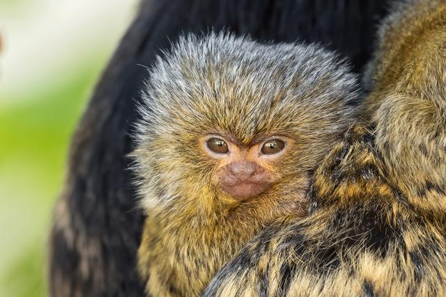 Zwischendurch unternimmt das Kleine auch bereits erste kurze Kletterversuche | Foto: Daniel Zupanc