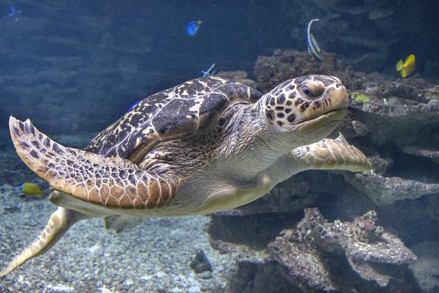 Die 110 kg schwere und 44 Jahre alte Schildkrötendame Hapie.