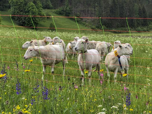 Insgesamt wurden in Österreich 2019 rund 103 Schafe gerissen.