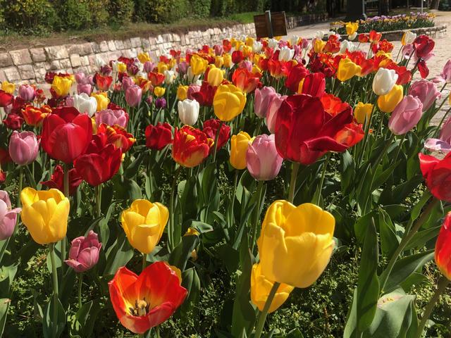 (Symbolbild) Tulpen, Narzissen und mehr werden verschenkt.