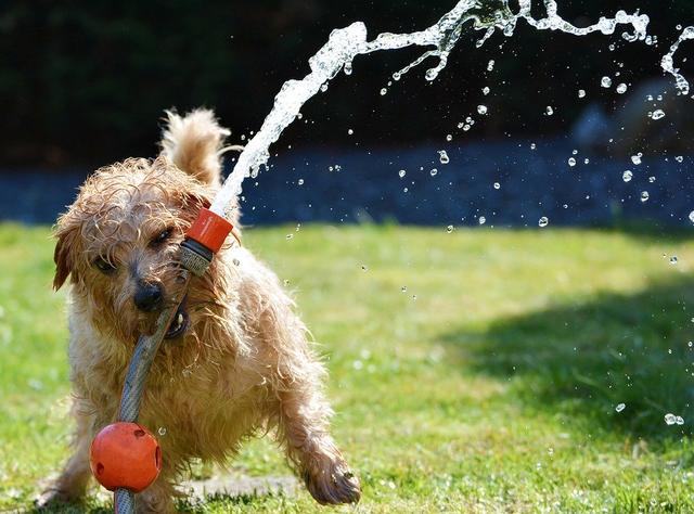 Damit der Sommer für die ganze Familie ein Vergnügen wird, sollte auch beim geliebten Vierbeiner auf genügend Abkühlung und ausreichende Wasserzufuhr geachtet werden.