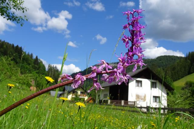 Auch Orchideen gibt es hier.