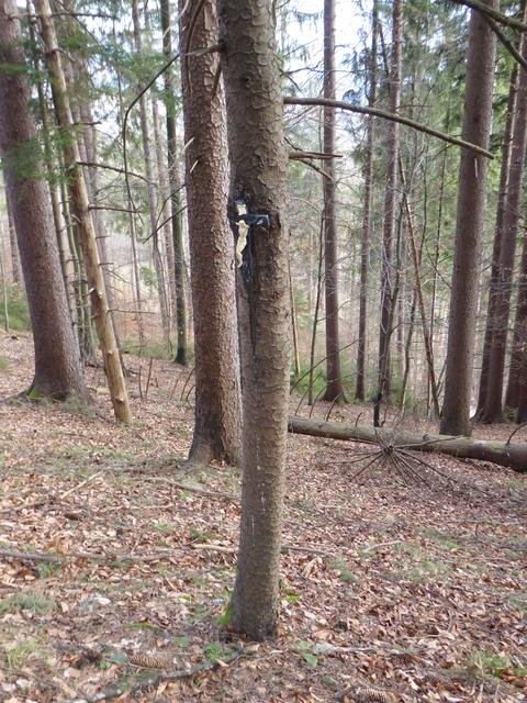 Das Kreuz am Baum irgendwo im Wald, das jene Stelle bezeichnet, an der die beiden Männer nach dem Mord nach Kriegsende verscharrt worden sind. | Foto: Alexa Wild