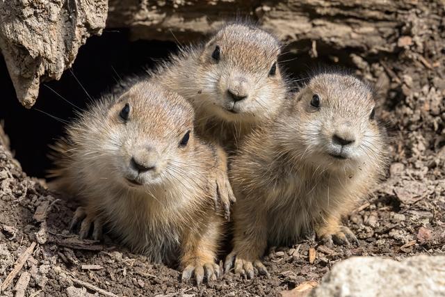 Die kleinen Präriehunde stecken bereits neugierig ihre Näschen aus dem Bau und spielen miteinander. | Foto: Daniel Zupanc
