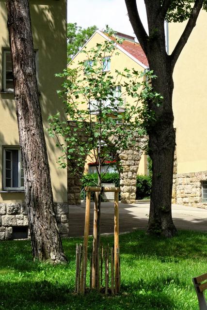Überwiegend sind es aber niedrigere Bauten, die locker in das Gelände verteilt wurden, immer mit viel Luft und Licht dazwischen.