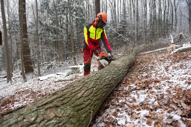 Fällung der Fasseiche. | Foto: ÖBf/Frank Helmreich