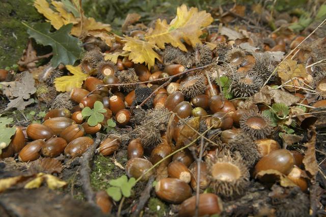 Eicheln mit Kappen - die Früchte der Eichen | Foto: ÖBf