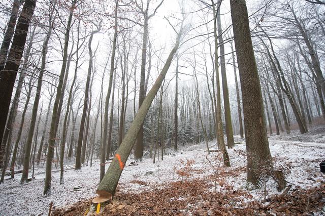 Fällung der Fasseiche während der Saftruhe im Winter. | Foto: ÖBf/Frank Helmreich